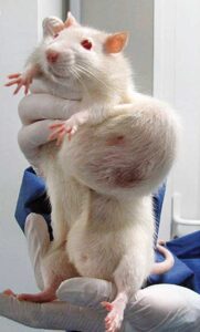 Longest-Running GMO Safety Study Finds Tumors in Rats Image